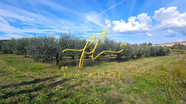 terreno agricolo in vendita a Rosignano Marittimo
