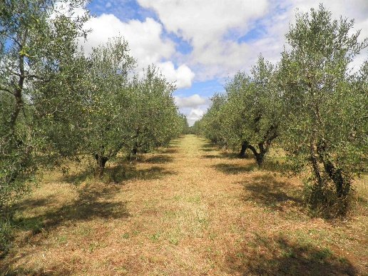 villa in vendita a Rosignano Marittimo in zona Vada