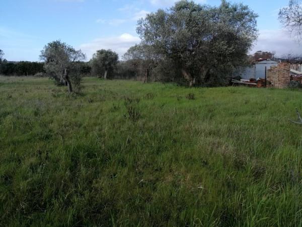 terreno agricolo in vendita a Rosignano Marittimo
