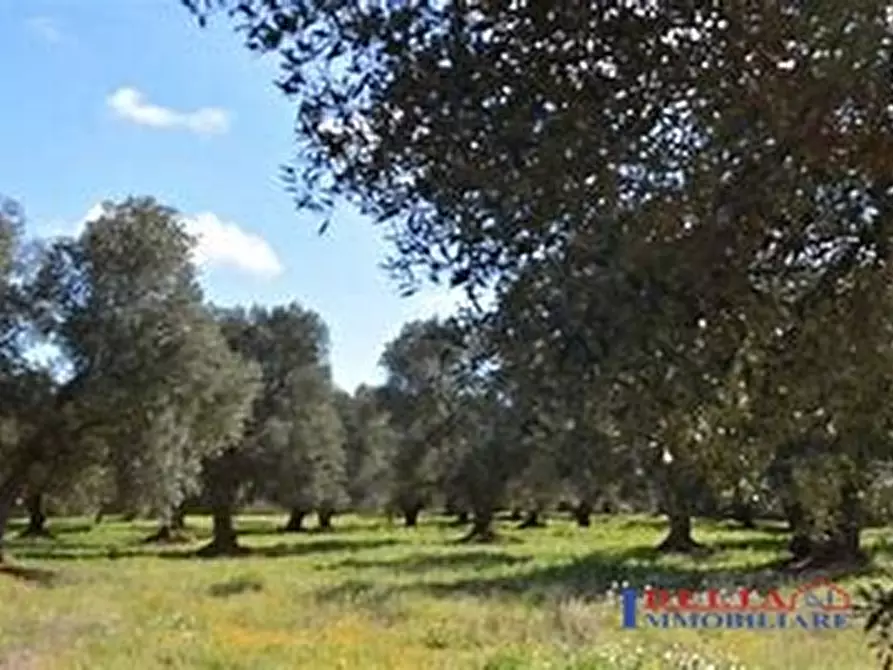 terreno agricolo in vendita a Rosignano Marittimo in zona Vada