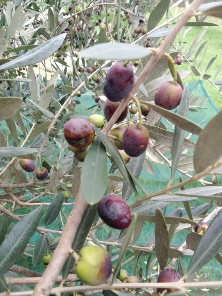 appartamento in vendita a Rosignano Marittimo in zona Castiglioncello