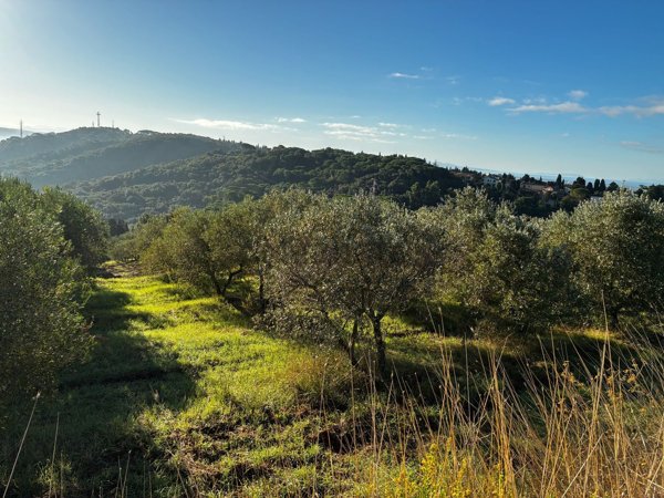 terreno agricolo in vendita a Rosignano Marittimo