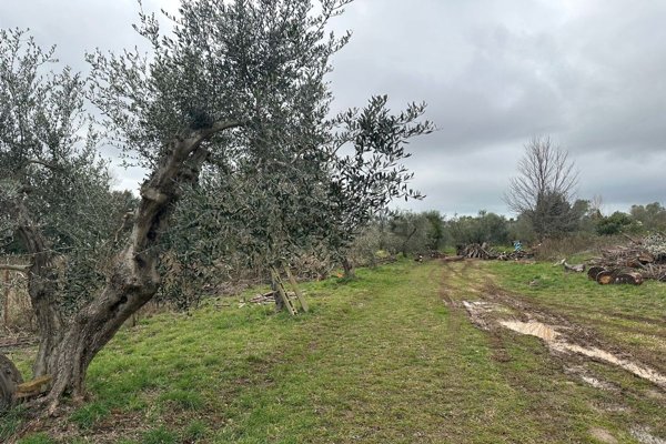 terreno agricolo in vendita a Rosignano Marittimo in zona Rosignano Solvay