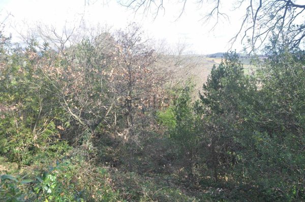 terreno agricolo in vendita a Rosignano Marittimo