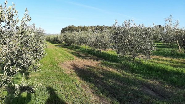terreno agricolo in vendita a Rosignano Marittimo in zona Vada