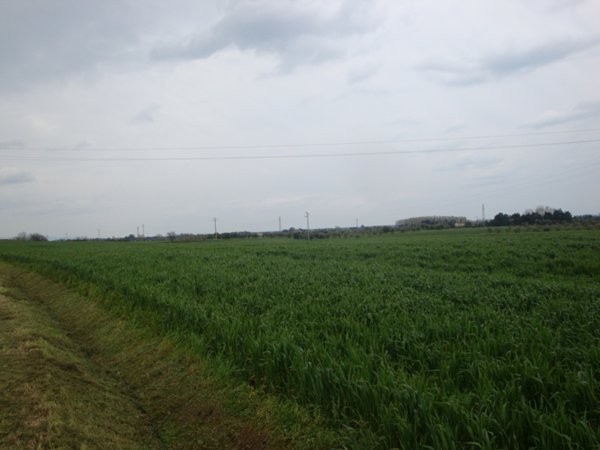 terreno agricolo in vendita a Rosignano Marittimo in zona Vada