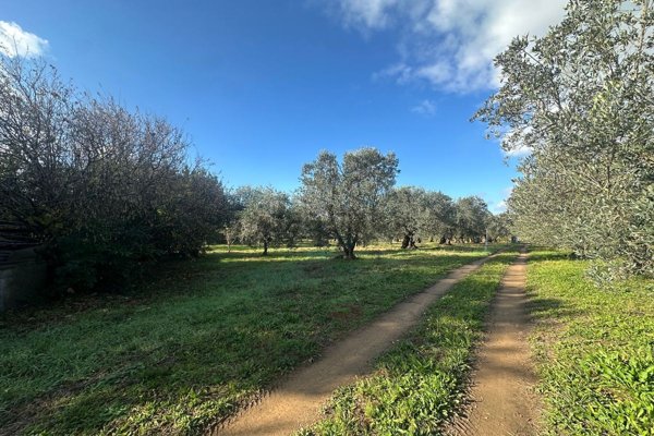 terreno agricolo in vendita a Rosignano Marittimo in zona Rosignano Solvay