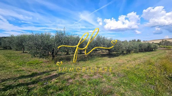 terreno agricolo in vendita a Rosignano Marittimo