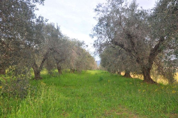 terreno agricolo in vendita a Rosignano Marittimo