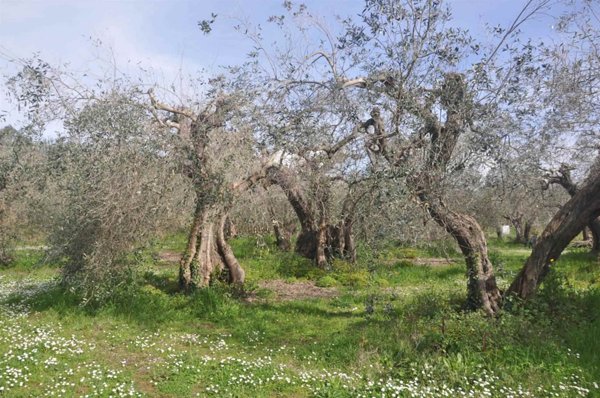 terreno agricolo in vendita a Rosignano Marittimo