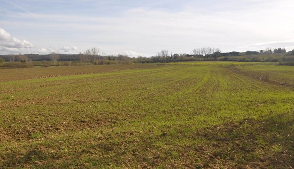 terreno agricolo in vendita a Rosignano Marittimo