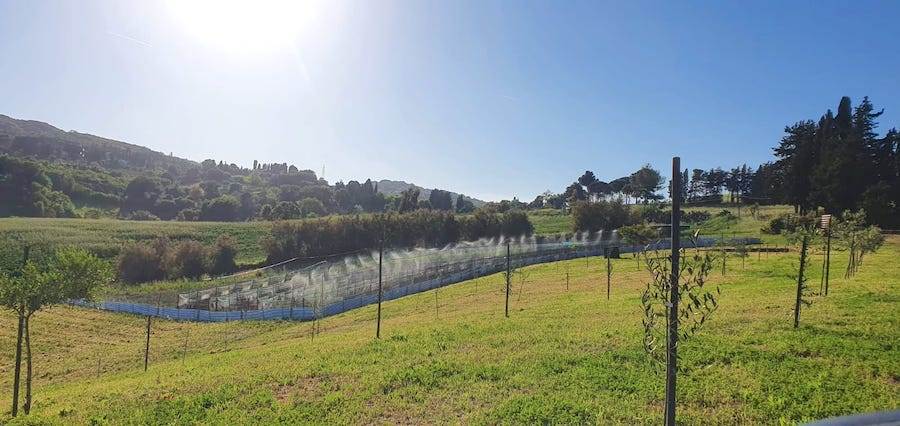 terreno agricolo a Rosignano Marittimo in zona Castelnuovo della Misericordia