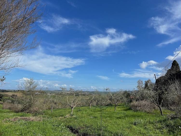 terreno agricolo a Rosignano Marittimo in zona Castelnuovo della Misericordia