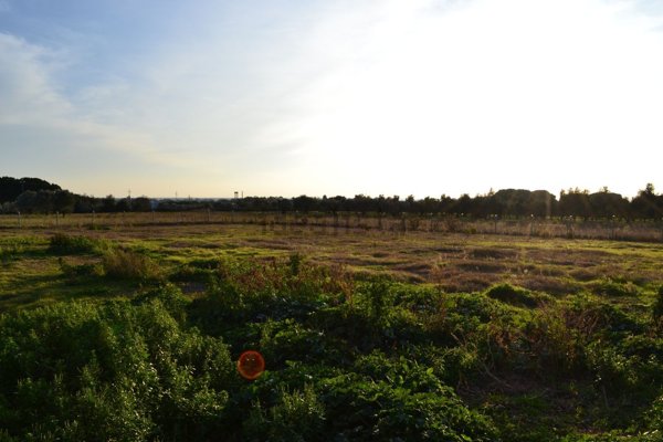 terreno agricolo in vendita a Rosignano Marittimo