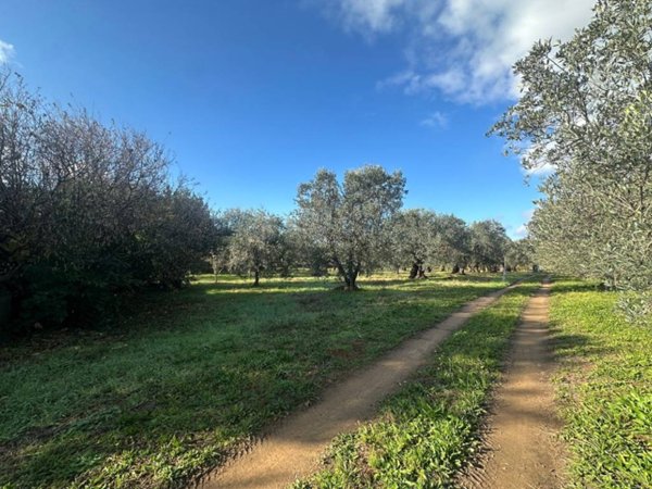 terreno agricolo in vendita a Rosignano Marittimo in zona Rosignano Solvay