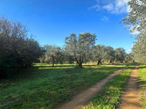 terreno agricolo in vendita a Rosignano Marittimo