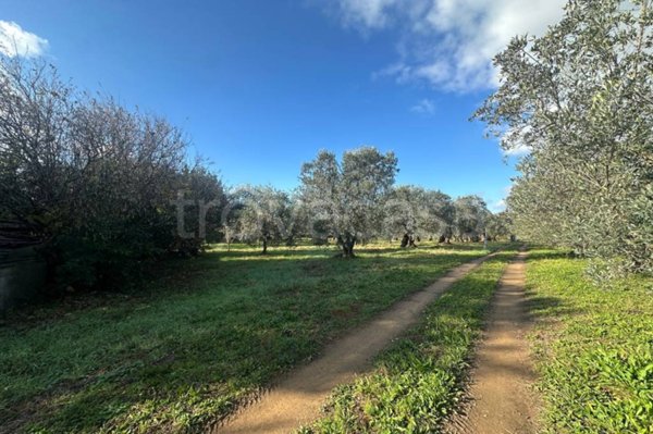 terreno agricolo in vendita a Rosignano Marittimo in zona Rosignano Solvay