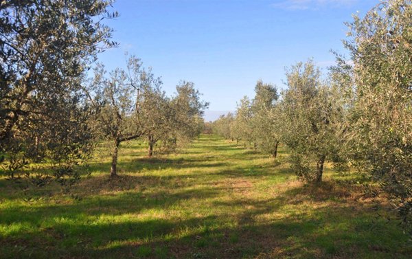 terreno agricolo in vendita a Rosignano Marittimo in zona Vada