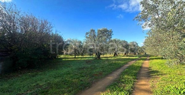 terreno agricolo in vendita a Rosignano Marittimo