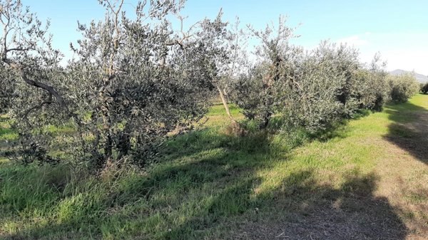 terreno agricolo in vendita a Rosignano Marittimo in zona Vada