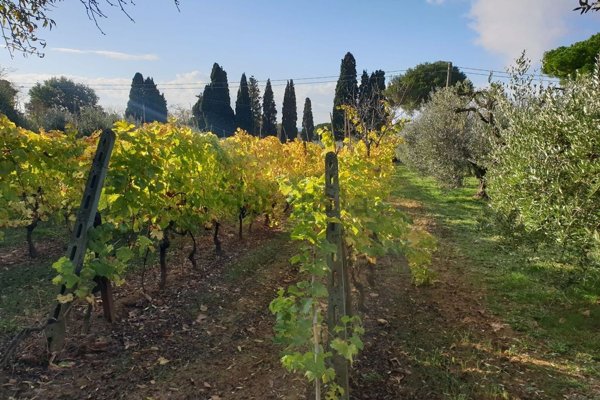 terreno agricolo in vendita a Rosignano Marittimo in zona Rosignano Solvay