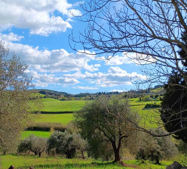 terreno agricolo in vendita a Rosignano Marittimo