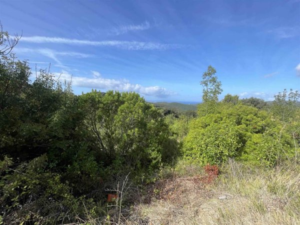 terreno agricolo in vendita a Rosignano Marittimo