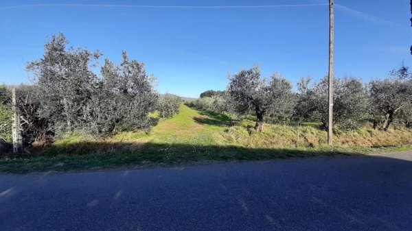 terreno agricolo in vendita a Rosignano Marittimo in zona Vada