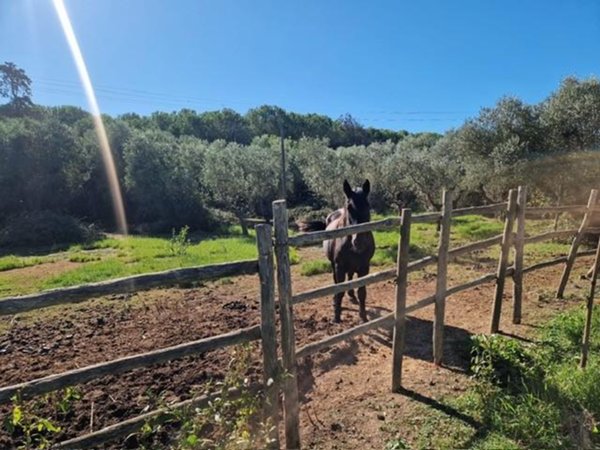 azienda agricola in vendita a Rosignano Marittimo in zona Vada