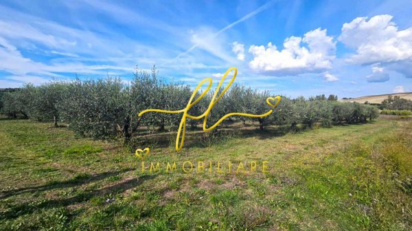 terreno agricolo in vendita a Rosignano Marittimo