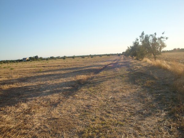 terreno agricolo in vendita a Rosignano Marittimo in zona Vada