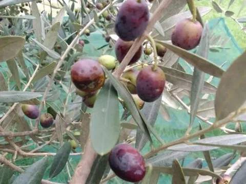 terreno agricolo in vendita a Rosignano Marittimo