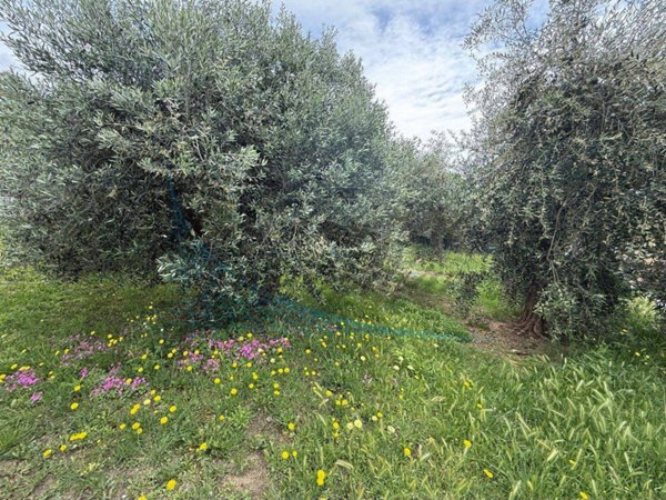 appartamento in vendita a Rosignano Marittimo