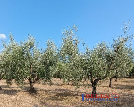 terreno in vendita a Rosignano Marittimo in zona Rosignano Solvay