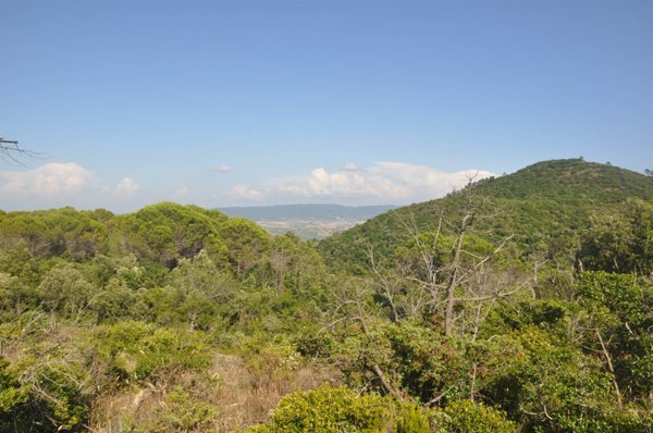 terreno agricolo in vendita a Rosignano Marittimo in zona Nibbiaia