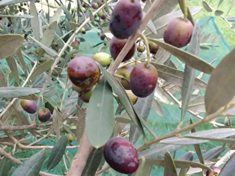 terreno agricolo in vendita a Rosignano Marittimo