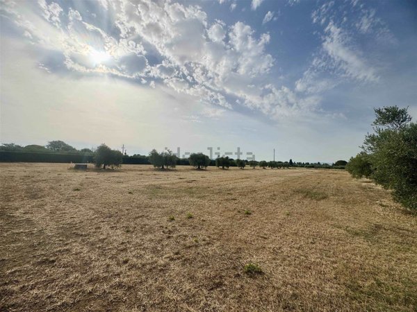 terreno agricolo in vendita a Rosignano Marittimo