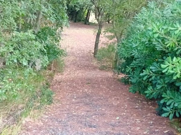 terreno agricolo a Rosignano Marittimo in zona Castelnuovo della Misericordia