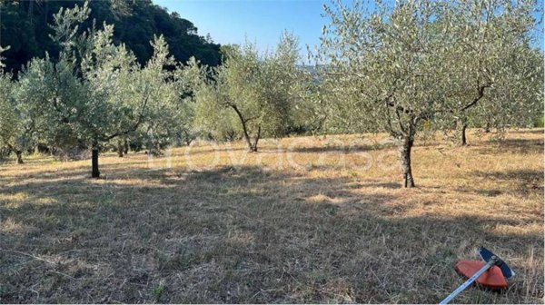 terreno agricolo in vendita a Rosignano Marittimo