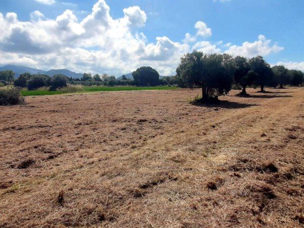 terreno agricolo in vendita a San Vincenzo