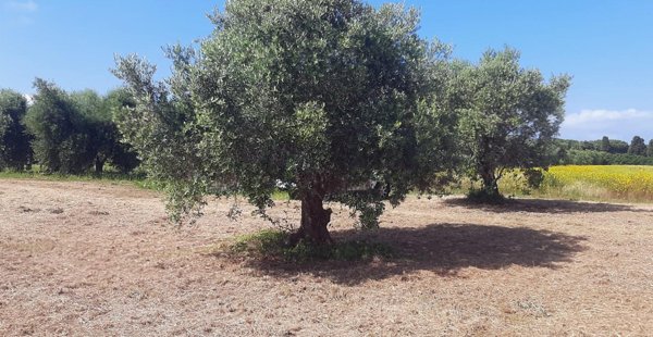 terreno agricolo in vendita a San Vincenzo