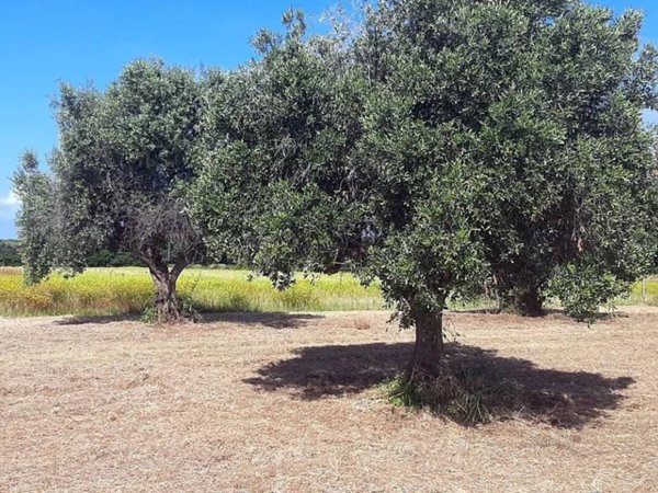 terreno agricolo in vendita a San Vincenzo