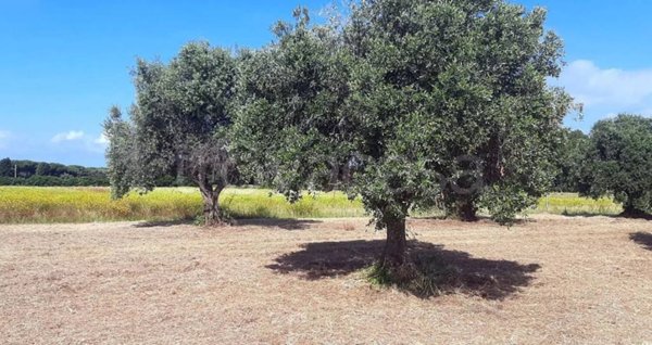 terreno agricolo in vendita a San Vincenzo