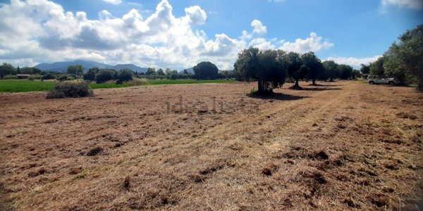 terreno agricolo in vendita a San Vincenzo