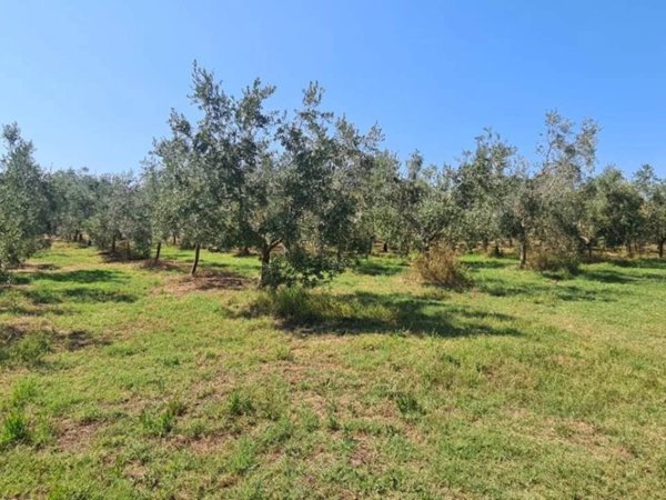 terreno agricolo in vendita a San Vincenzo