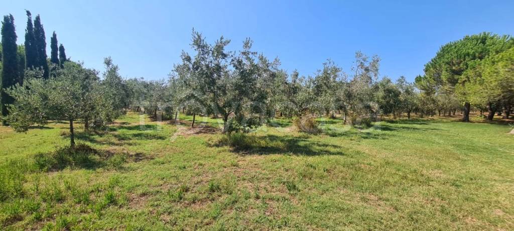 terreno agricolo in vendita a San Vincenzo