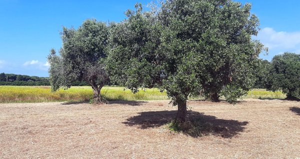 terreno agricolo in vendita a San Vincenzo