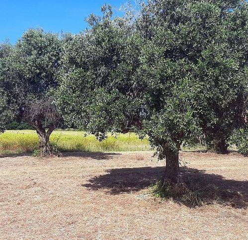 terreno agricolo in vendita a San Vincenzo