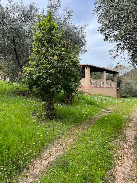terreno agricolo in vendita a Sassetta