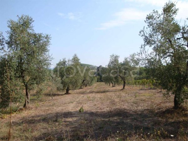 appartamento in vendita a Suvereto